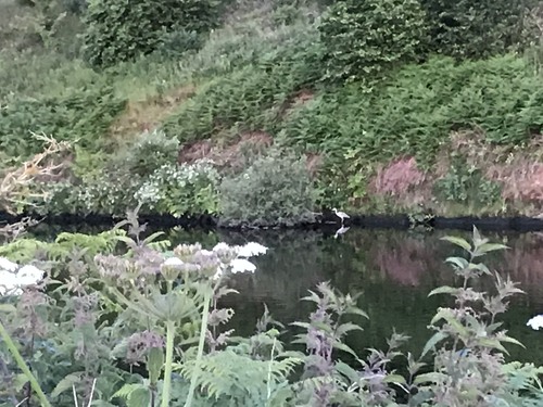 Heron fishing